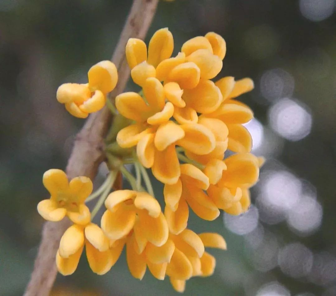 沁香桂花,醉美梅园.