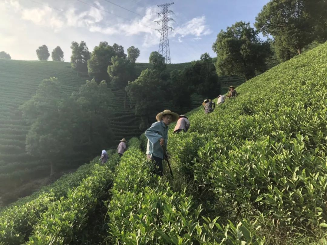 霜降节气:里岙山安吉白茶茶园生长记录