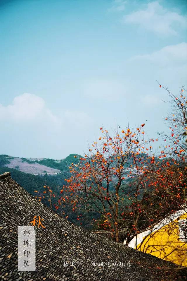 旅行 满山都是红柿子,这个600年的古村,终于火了!_柿林村