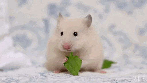 坚果类食物是仓鼠特别喜欢吃的食物.