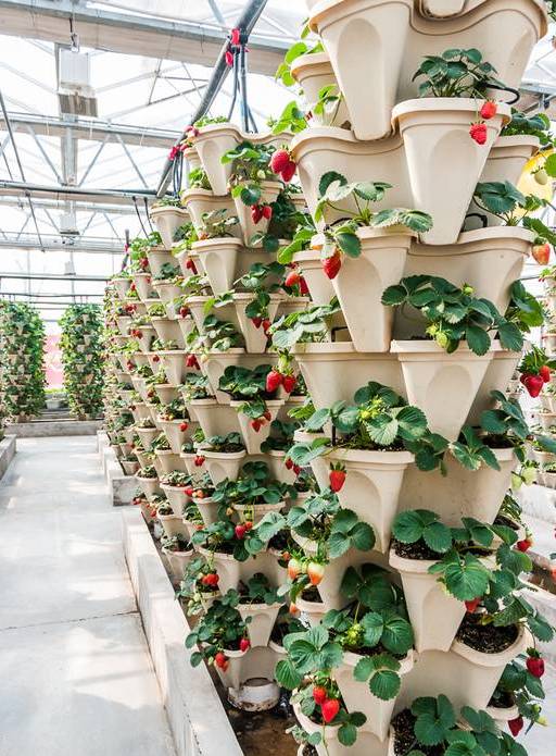 立柱种植支架种植草莓立体栽培模式原来草莓还能这样种