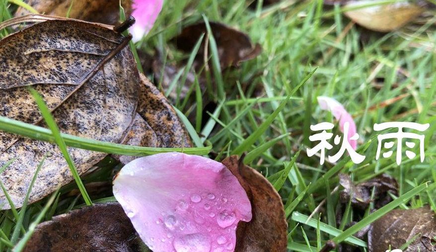 秋雨缠绵诗意浓露珠点点欲围霜