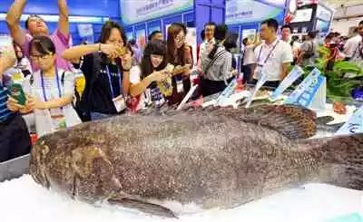 一条"龙趸"鱼,卖到几千块,想吃它还只需要一点经济实力!