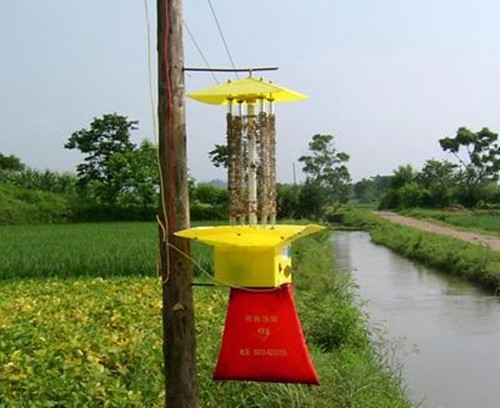 频振式杀虫灯诱杀辣椒害虫烟青虫的无公害物理强效防治技术