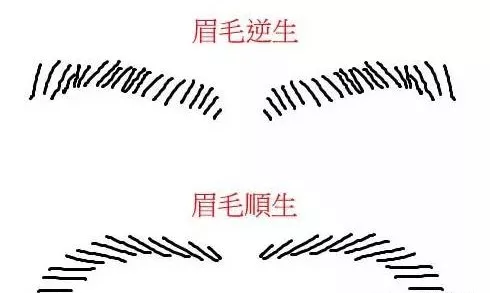 【纹绣必看】关于眉毛相学了解一下