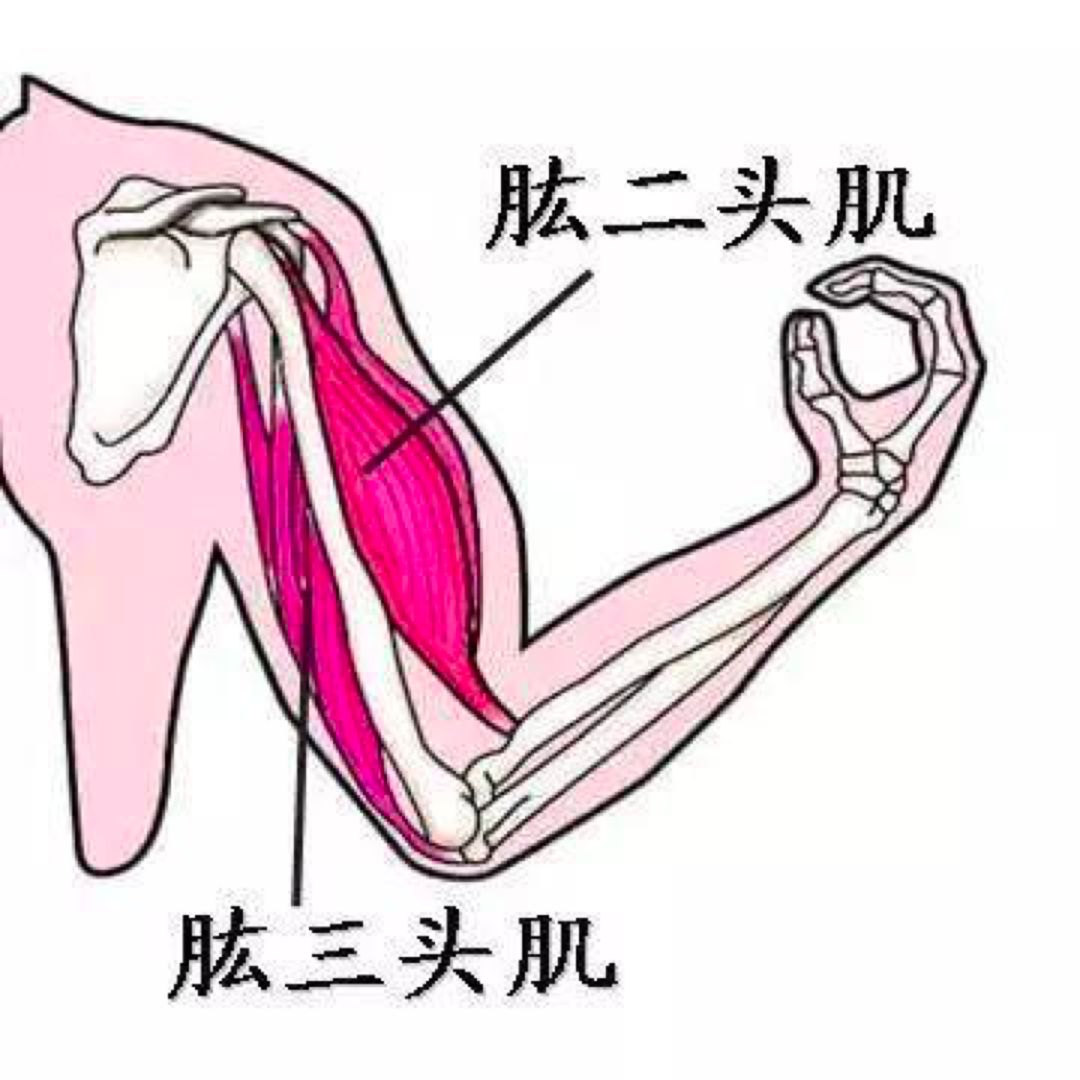 每天2个简单动作,收获纤细紧实的天鹅臂