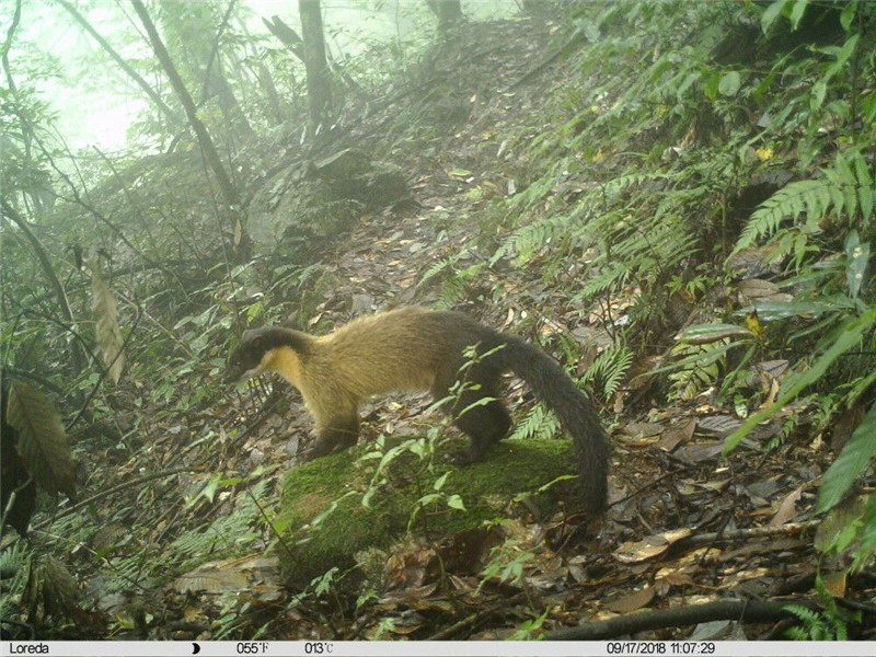 大黑熊摆弄摄像机 绵竹记录下九顶山9种野生动物