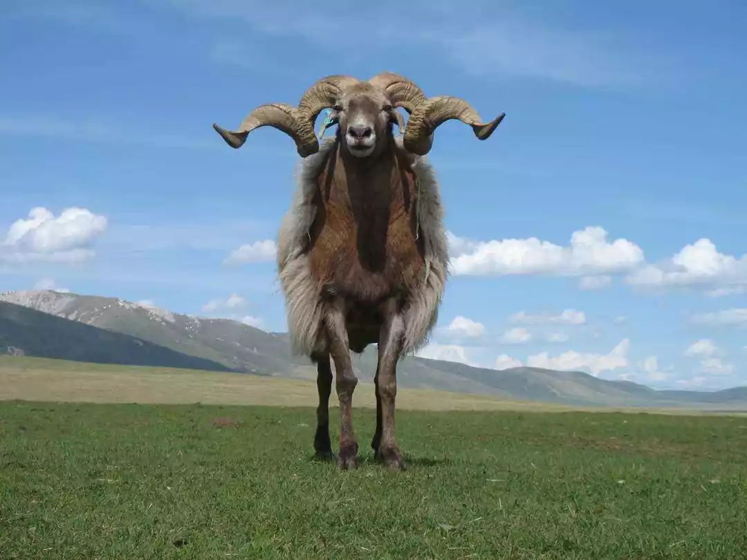 甘南欧拉羊入选国家畜禽遗传资源名录