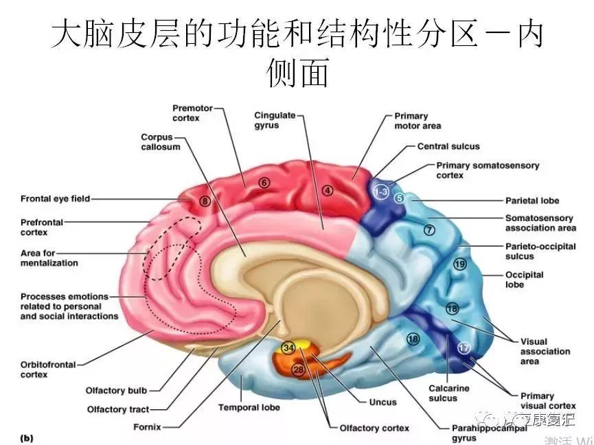 【神经康复】中枢神经系统解剖及功能介绍,太全了