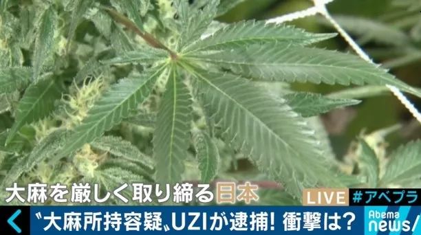 加拿大宣布 大麻合法化 那么你知道大麻在日本的状况吗 国家