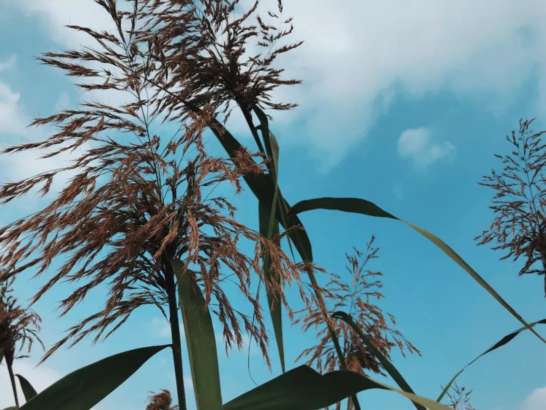 老杭州都不知道的芦苇荡,美过抖音网红地,是秋季摄影的绝佳之处!