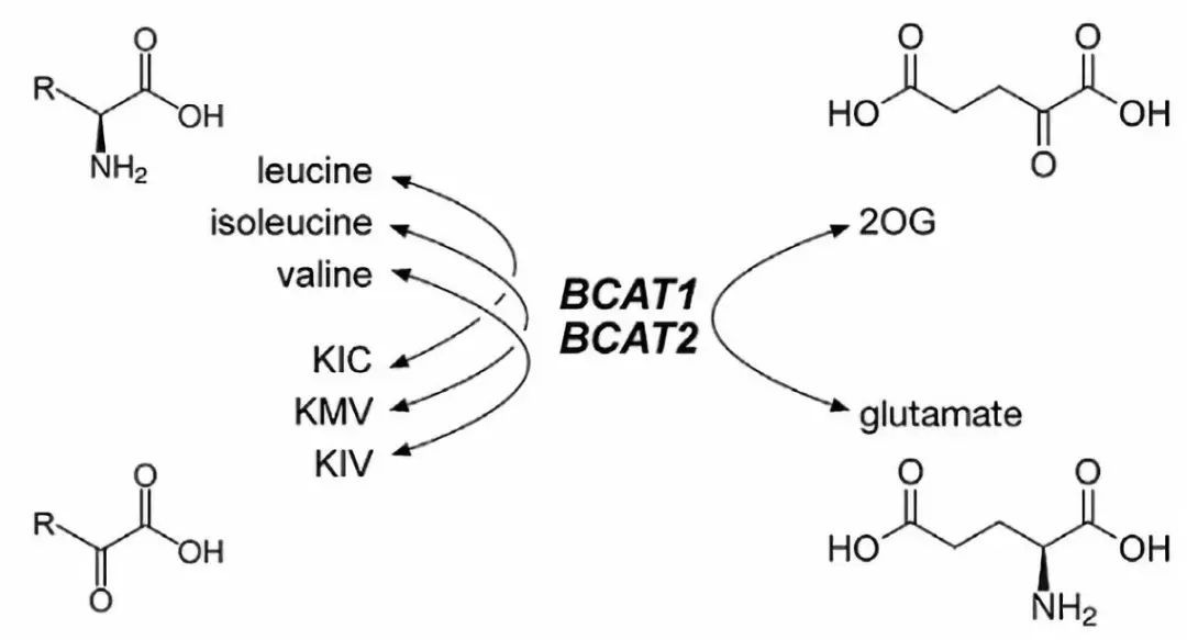 图2 2og依赖的支链氨基酸代谢过程.