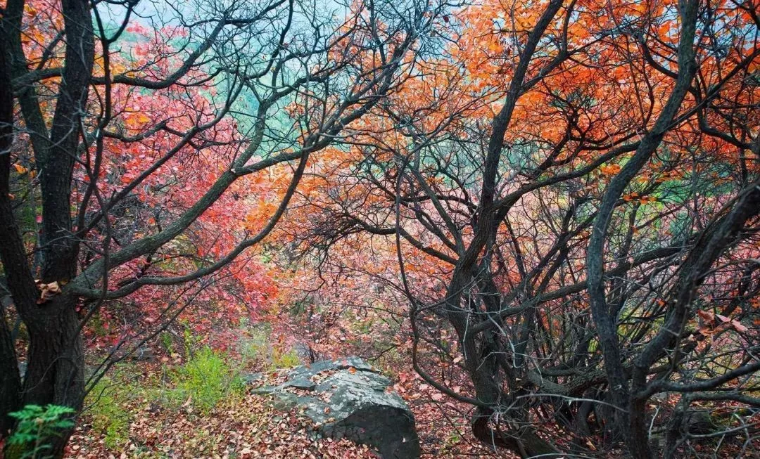 【省旅发委】陕西秋天隐藏的秘境天堂,红叶已满遍山野,处处是风光大片