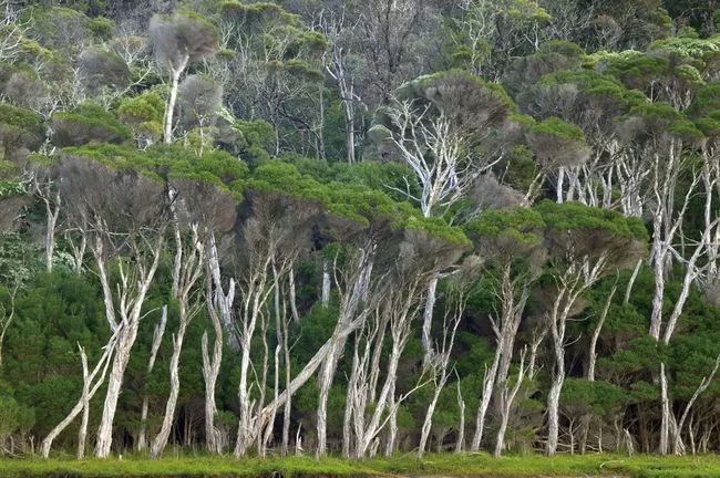 科普| 澳大利亚国树——桉树