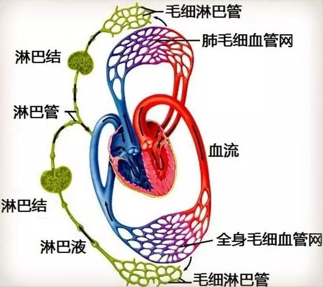 各种系统解剖图值得收藏