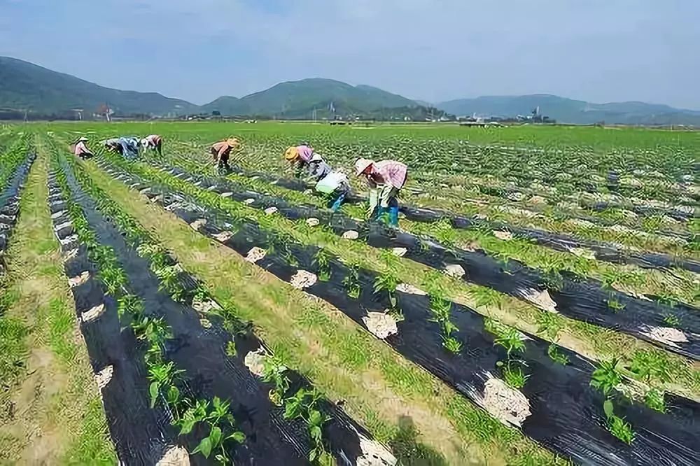 临高县:农技专家下乡传技术授方法,让农民种菜有钱赚