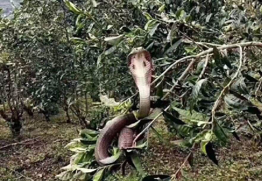 云南茶山树上现花式飞蛇 身姿敏捷新奇罕见