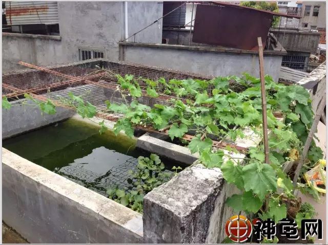 两款家庭式小型龟池建造详解