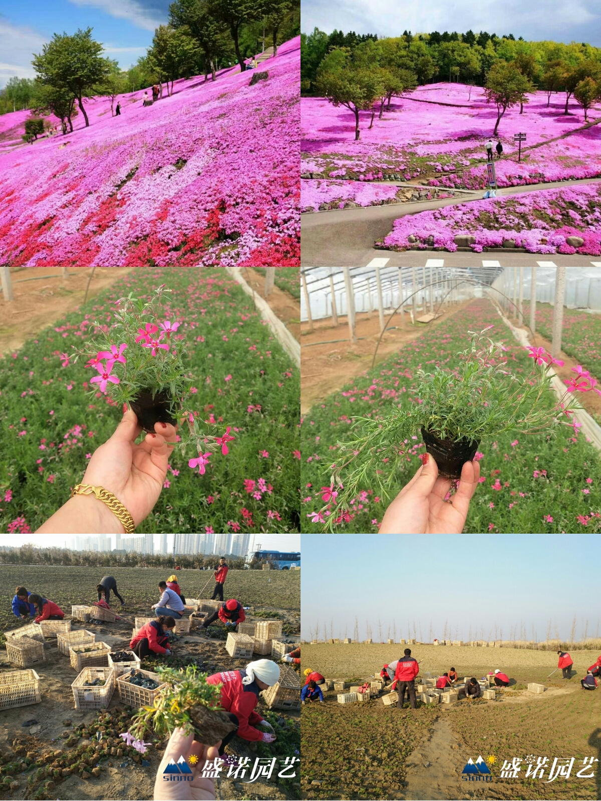 秋播正当时 秋种芝樱小苗 打造明年春天芝樱花海 栽植