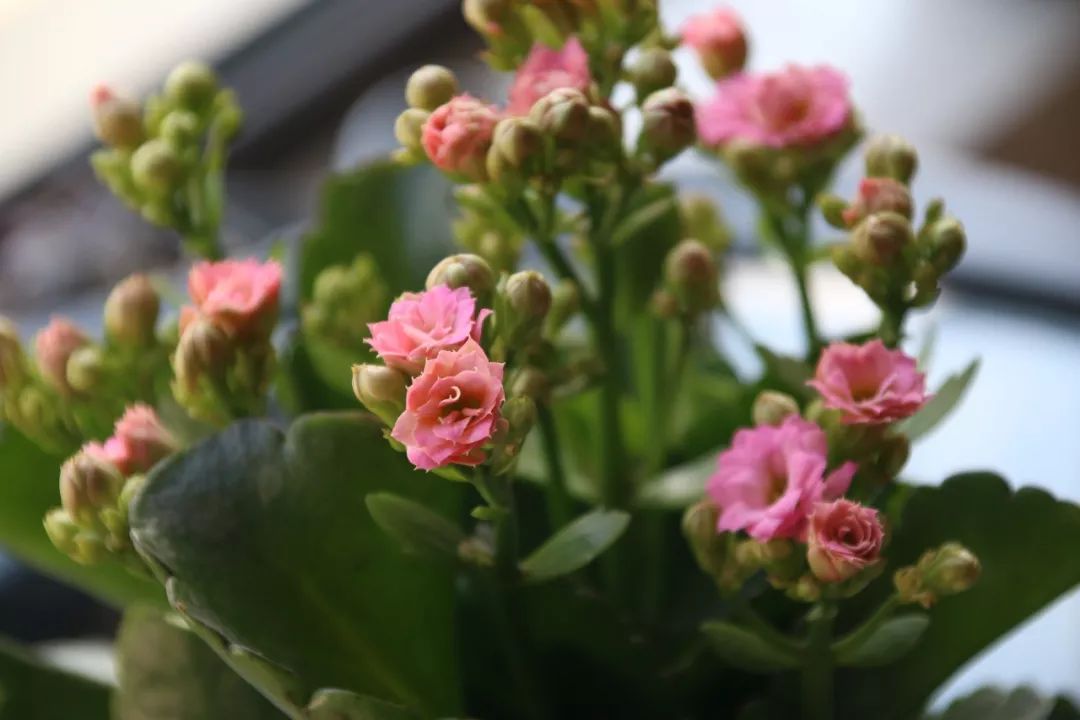 长寿花养不好这样做花开不断一茬接一茬