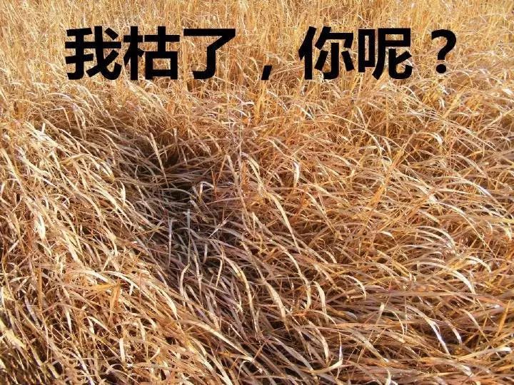 年度最新沙雕表情包合集|我枯了,你呢-搜狐大视野-搜狐新闻