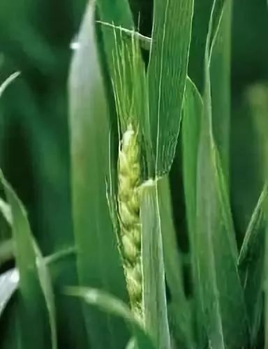 12张图告诉你小麦各个生育期如何划分