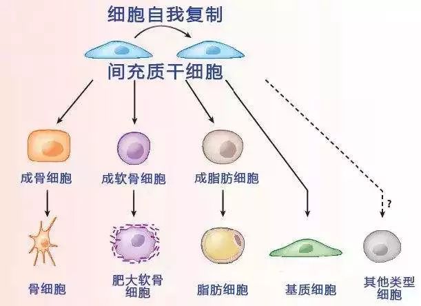 瑞士未来医院神奇的干细胞再生疗法修复受损膝盖