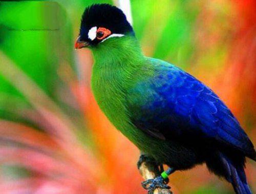4,绿头冠蕉鹃:全身绿色的一种鸟类,有着非常漂亮的冠羽.