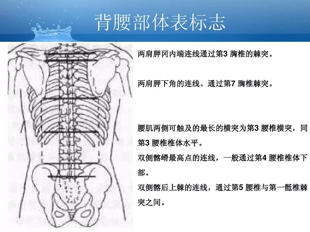 详细解剖超全的人体解剖基础知识汇总