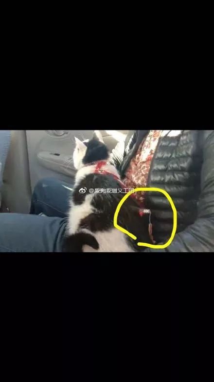 北京一小区多只猫咪遭鱼镖射杀，知情人：镖带倒钩，非常残忍