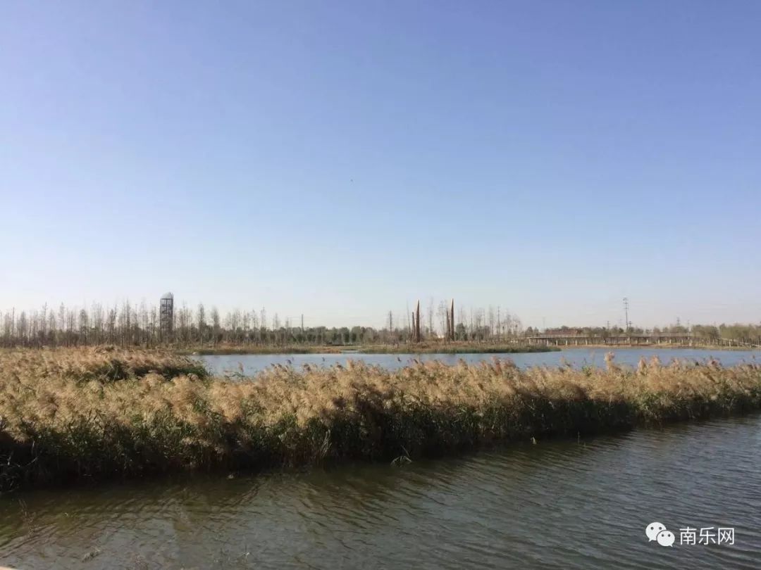 文明赏花 请勿践踏 东湖湿地公园 当然,南乐东湖湿地公园除了这片