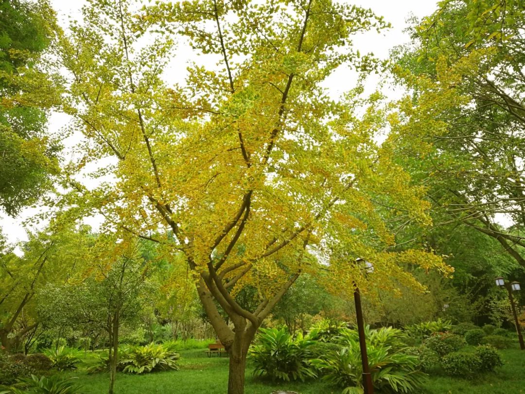 又到银杏叶黄时,成都6大最美银杏观赏地