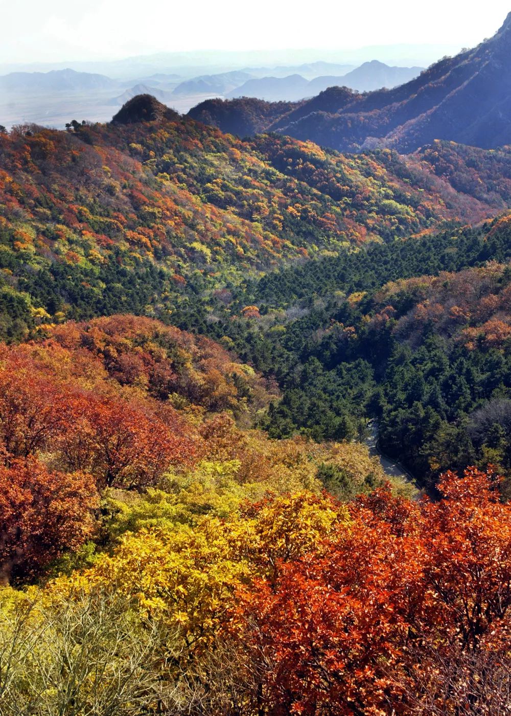 如果有人此时问你,八仙山秋天是什么颜色?