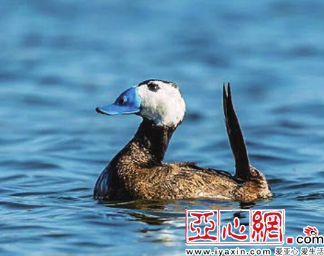 白鸟湖环境向好 水鸟成群植被繁茂_白头硬尾鸭