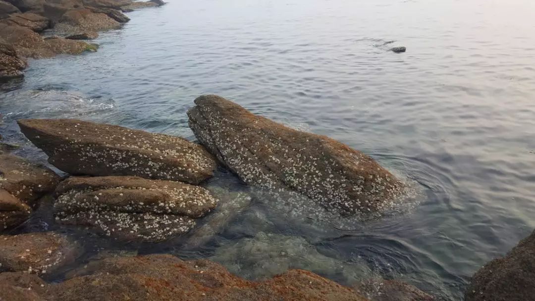 潮间带湿地之牡蛎礁