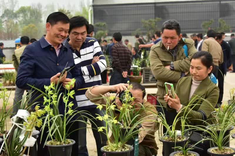 湖北最大的兰花基地之一带领农户种植兰花大力发展兰花产业