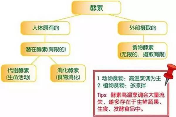 酵素流失内外因人体虽能自行制造酵素,但随着年龄增长,体内酵素逐渐