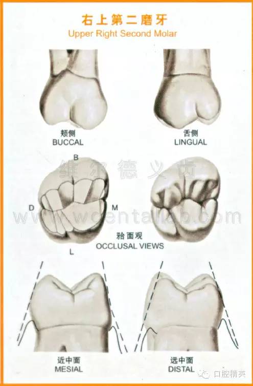 牙齿的形态图大全