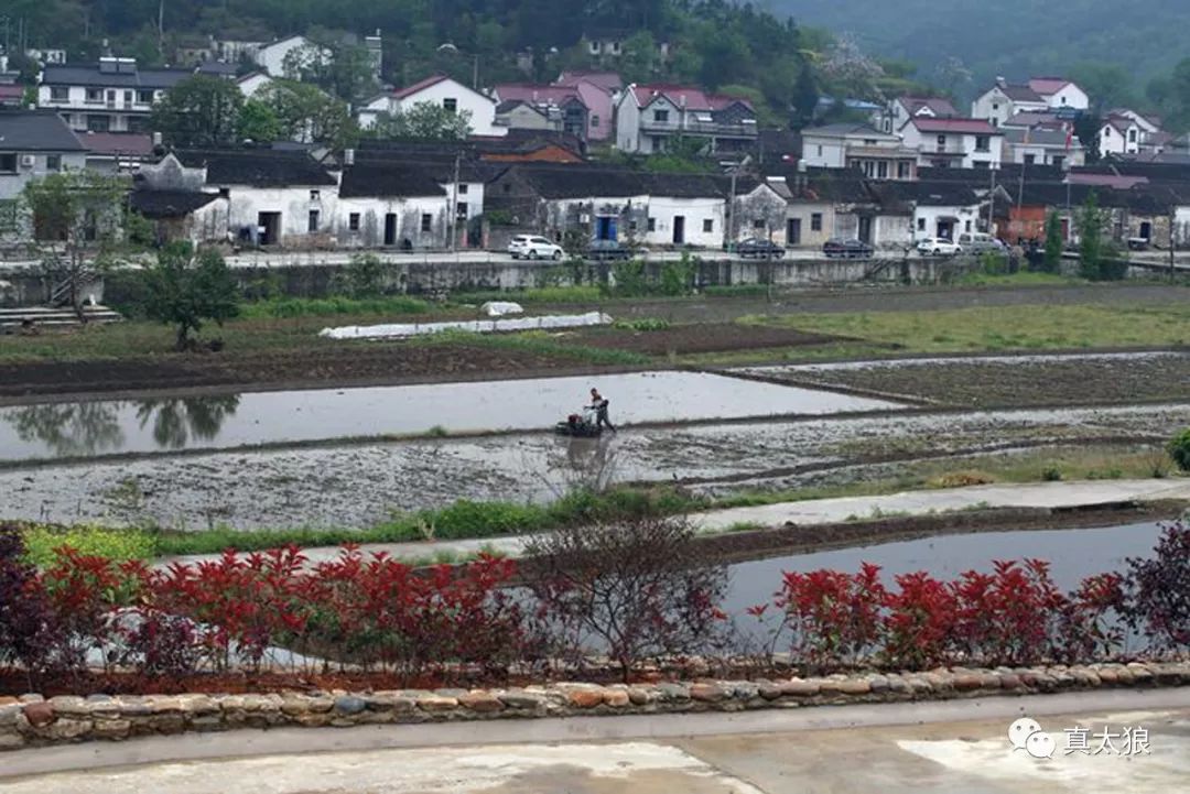 云岭镇中村地名"凤形"处过去有一皇帝赐葬的墓,它就是巡抚江西副都御