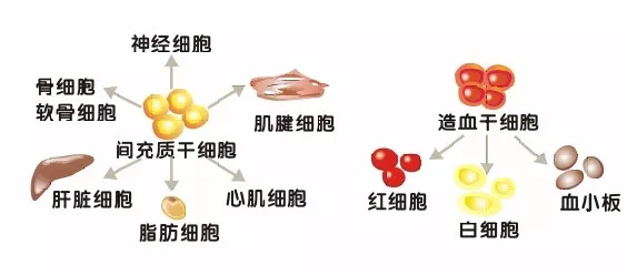 万能的干细胞_功能