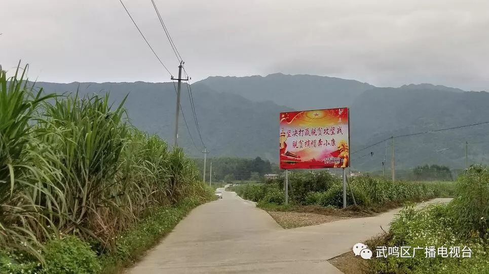 武鸣两江镇靠这些产业扶贫!值得学习@微今日武鸣