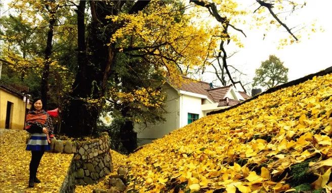 天气凉,银杏黄!又到一年寻"杏"好时节!一起去赏大慈岩