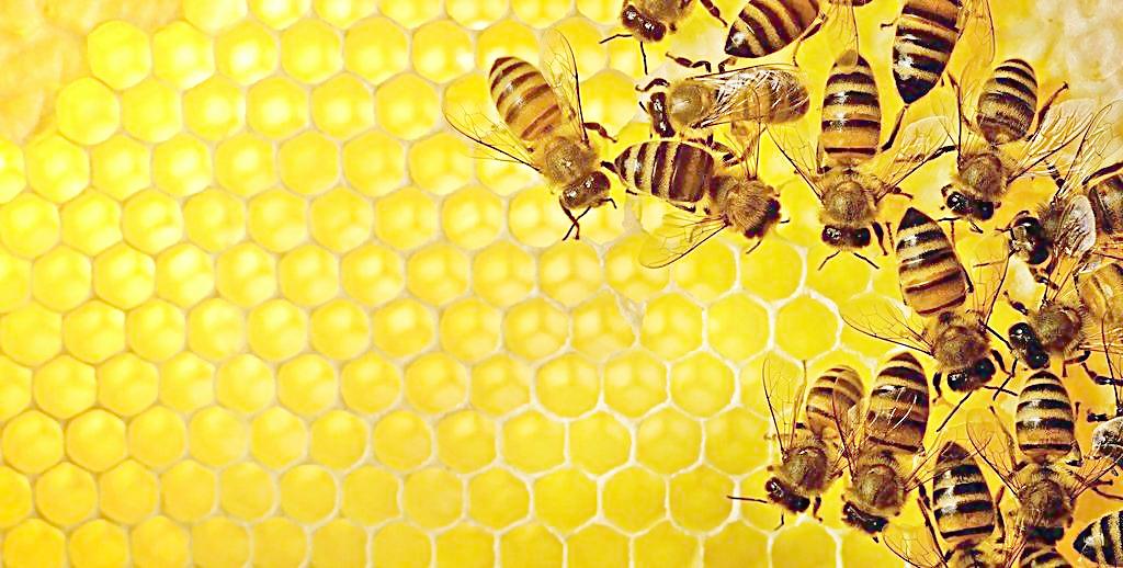 蜜蜂为什么蛰人
