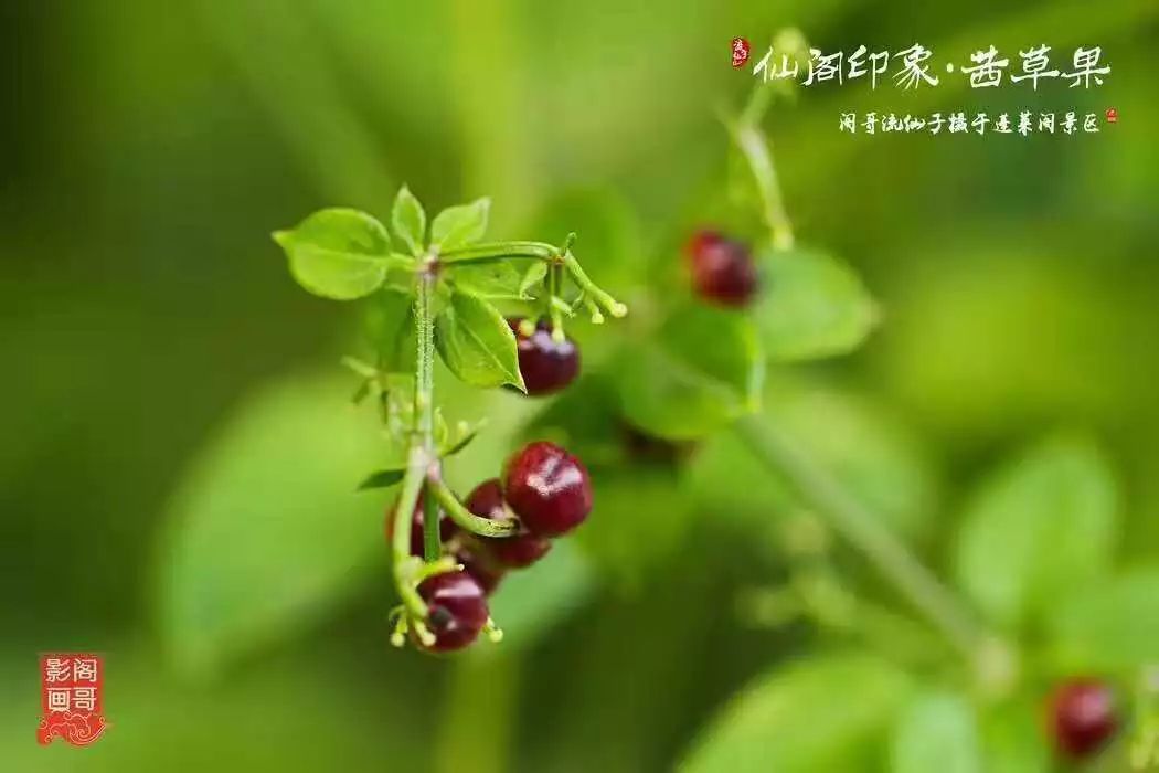 【阁哥影画】第十五期:仙阁印象·茜草果