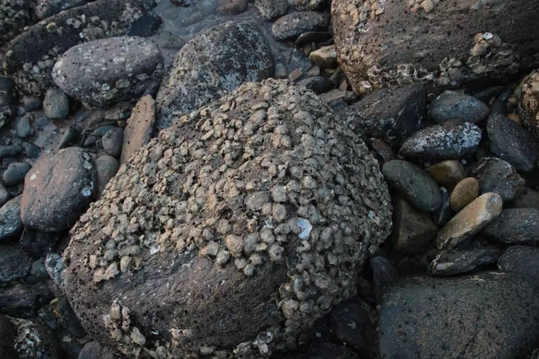 潮间带湿地之牡蛎礁