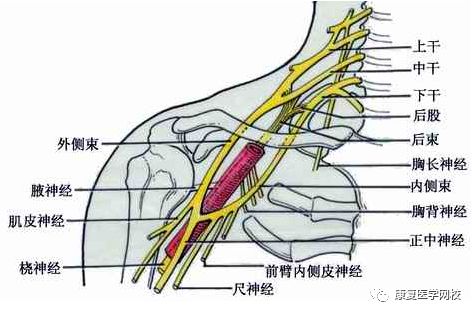 2019康复考试必背考点031:神经系统—脊神经