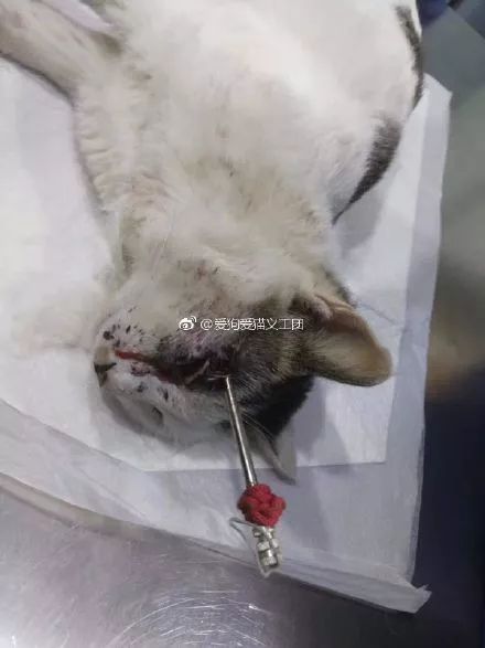 北京一小区多只猫咪遭鱼镖射杀，知情人：镖带倒钩，非常残忍