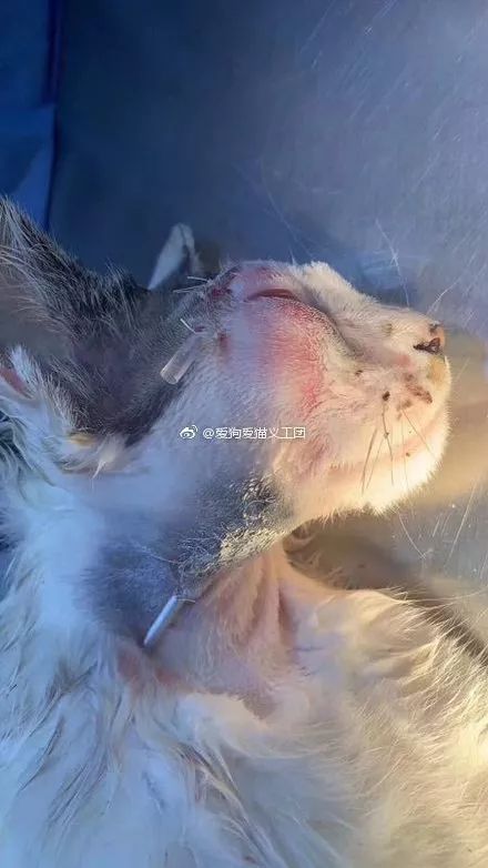 北京一小区多只猫咪遭鱼镖射杀，知情人：镖带倒钩，非常残忍