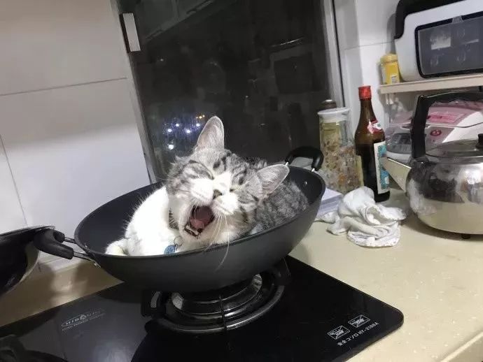 放下那个猫_猫肉