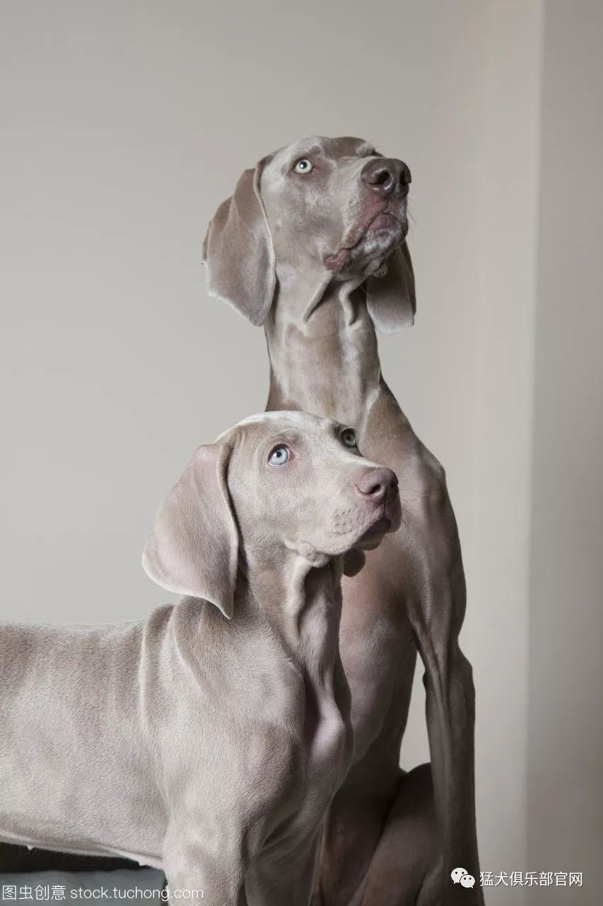 魏玛猎犬weimaranerfci-国际纯种犬标准第 99 号